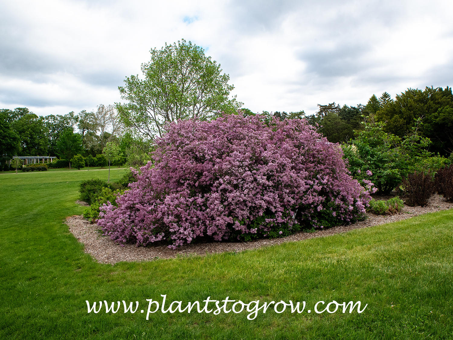 Red Pixie Lilac (Syringa)